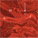 Image for article titled 3D Scans Show How Semen Controls Sexual Behavior in Female Flies